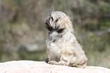 LHASSA APSO 063